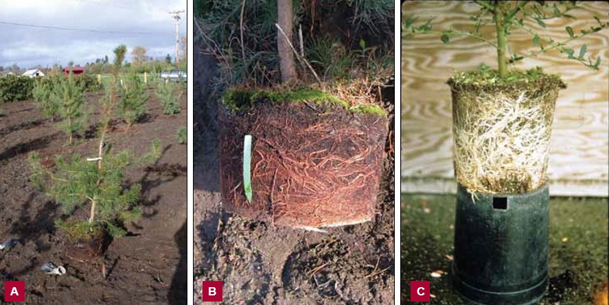 Three photographs showing root-bound container plants. On the left, Image A shows a pine removed from a black nursery pot with dense roots circling the outside of the root ball. In the center, Image B is a close-up of tightly packed brown roots wrapped around the root ball with a pot label for scale. On the right, Image C shows a ceanothus root ball covered with dense light-colored roots circling the outer edge.