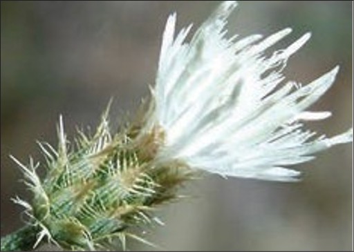 A white flower with thin, long petals in a cluster and a spiky base.