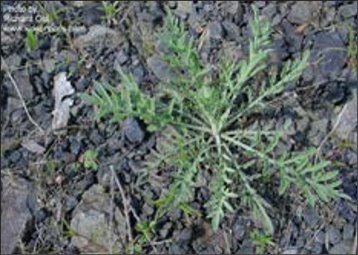 A green weed rosette with lobed spiky leaves.