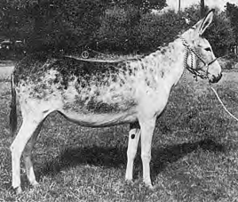 Donkey.