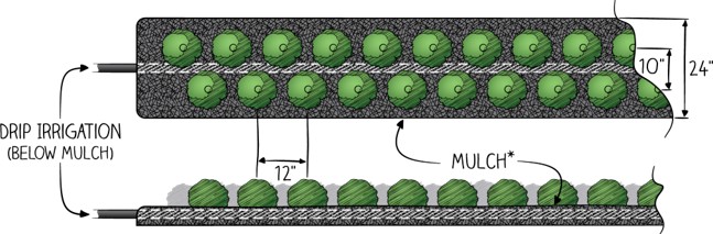 Diagram showing a raised planting bed with two staggered rows of leafy green plants. The bed is 24 inches wide, with 10 inches between the two rows and 12 inches between plants within each row. A drip irrigation line runs beneath the mulch layer, illustrated in a side cross-section below the overhead view. Labels indicate the mulch covering the bed and the placement of the drip irrigation below it.
