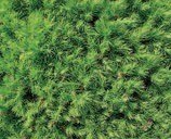 Dense pine branches with green needles.