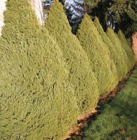 A small evergreen tree with green leaves.