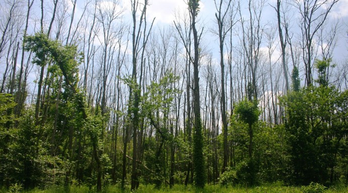 A stand of green ash trees with extensive dead and dying branches caused by emerald ash borer infestation.