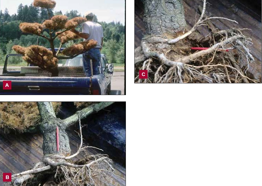 Three photographs showing excavated stem-girdling roots. On the top left, Image A shows a small dead pine tree after removal from the ground. On the bottom left, Image B shows circling roots around the outer edge of the root ball. On the right, Image C shows additional circling roots exposed deeper within the root ball.