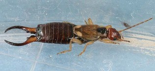 A brown earwig with large curved forceps.