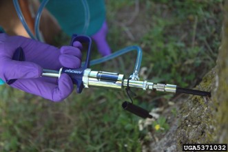 A person injecting insecticide into the trunk of an ash tree with a metal syringe.