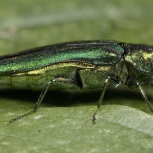 A close-up of a small metallic green bug on a leaf.