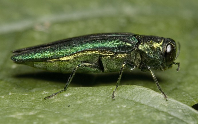 A close-up of a small metallic green bug on a leaf.