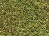 Dense pine branches with green leaves.