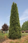 A small long evergreen tree with green needles.