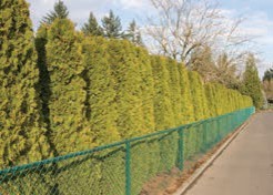 A row of dense evergreen trees with green needles along a fence.