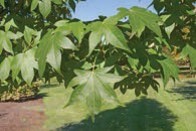 Green maple leaves.