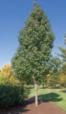 A small tree with green leaves.