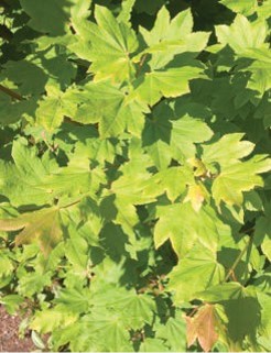 Green maple leaves.