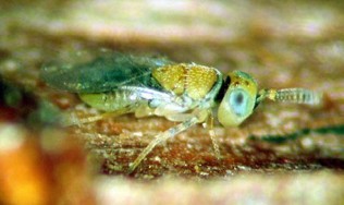 A green and yellow bug with light blue eyes.