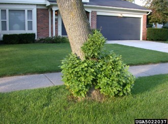 A cluster of green epicormic shoots growing from the base of an ash tree.