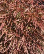 Thin red maple leaves.
