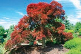 A maple tree with red leaves.