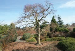 A tree with bare branches and no leaves.