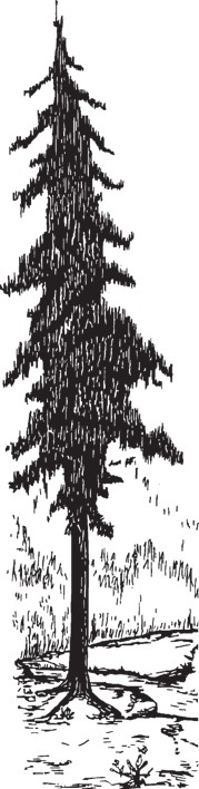 Black-and-white drawing of a tall conifer standing in a forest, with exposed roots, surrounding grass, and vegetation near its base.