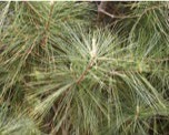 Pine branches with thin, long, green needles.