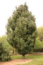 An evergreen tree with green needles.