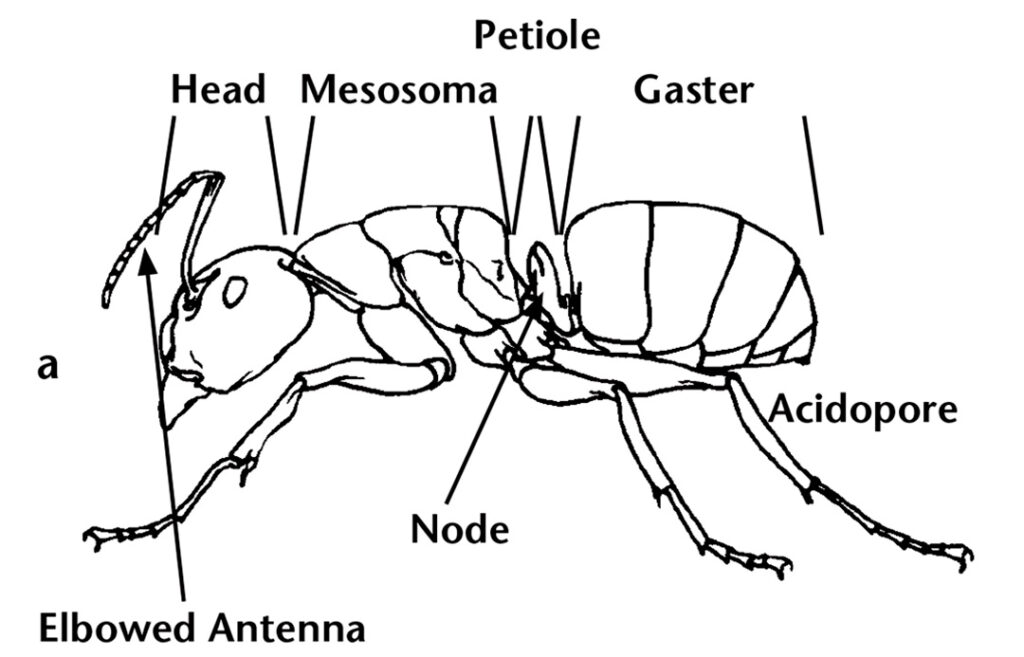 Illustration of the side view a worker ant with major body parts named