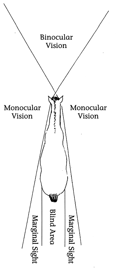 Diagram showing horse vision