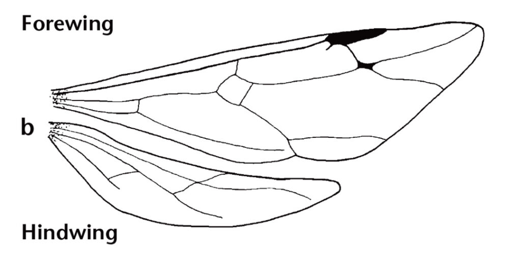 Illustration of wings from a reproductive ant