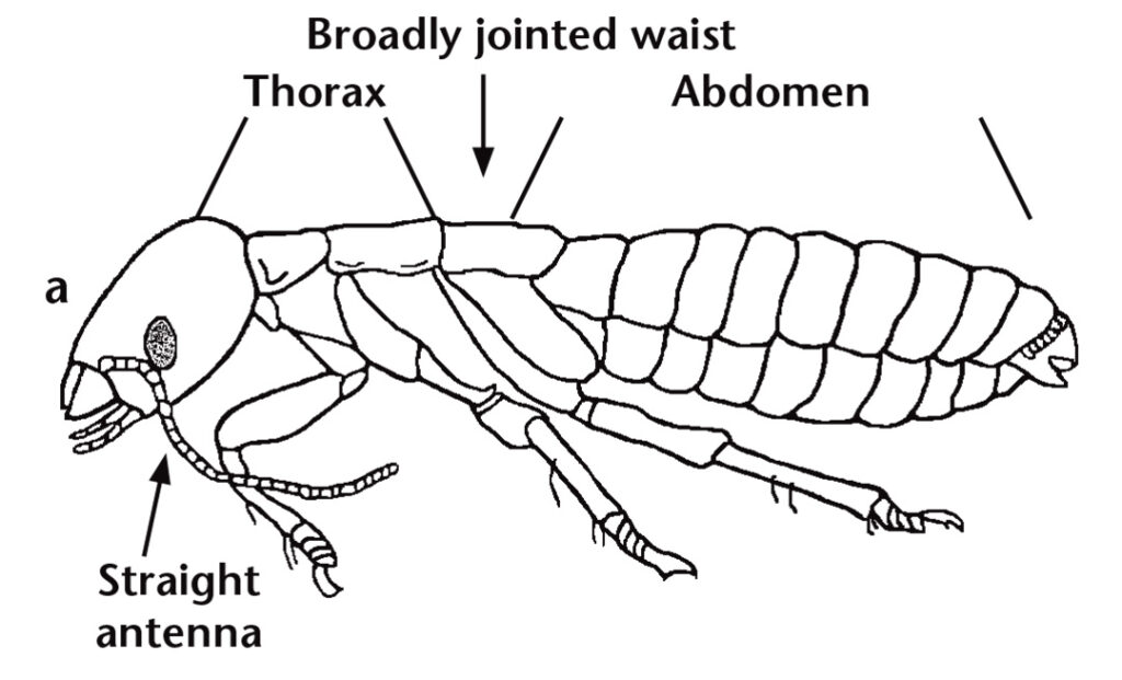 Illustration of side view of a worker termite with head, thorax and abdomen located