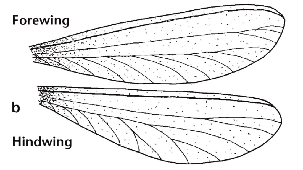 Illustration of wings from a reproductive termite