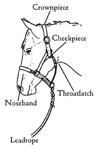 Profile of a horse head showing the parts of a halter