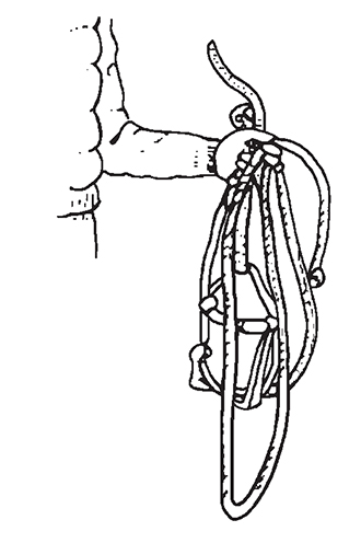 Hand position for holding lead rope and halter