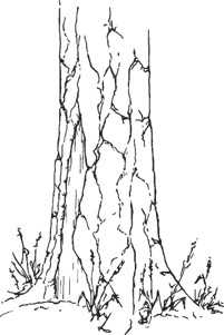 Tree trunk with a large, irregular, vertical area of damaged bark extending upward from the base.