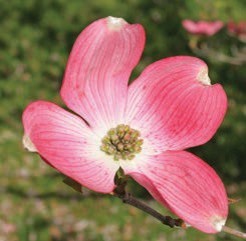 A pink flower with four petals.