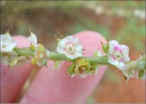 Small white flowers with pink centers on a stem. A person holds the stem against his fingertips, showing how the flower is almost half the size of the fingertip.