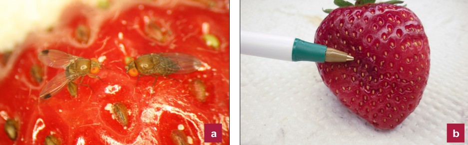 On the left, Image "A" shows two small brown flies up close on a strawberry. On the right, Image "B" shows a pen pointing to a depression in a strawberry.