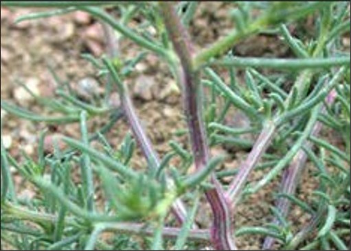 Green, small, thin leaves sprouting off brown branches.