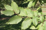 Green leaves on a small branch.