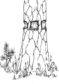Close-up drawing of a tree base showing a V-shaped cut through the bark, with exposed dark areas along the cut.