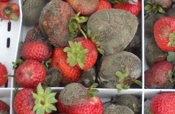 Brown and moldy strawberries in the crate.