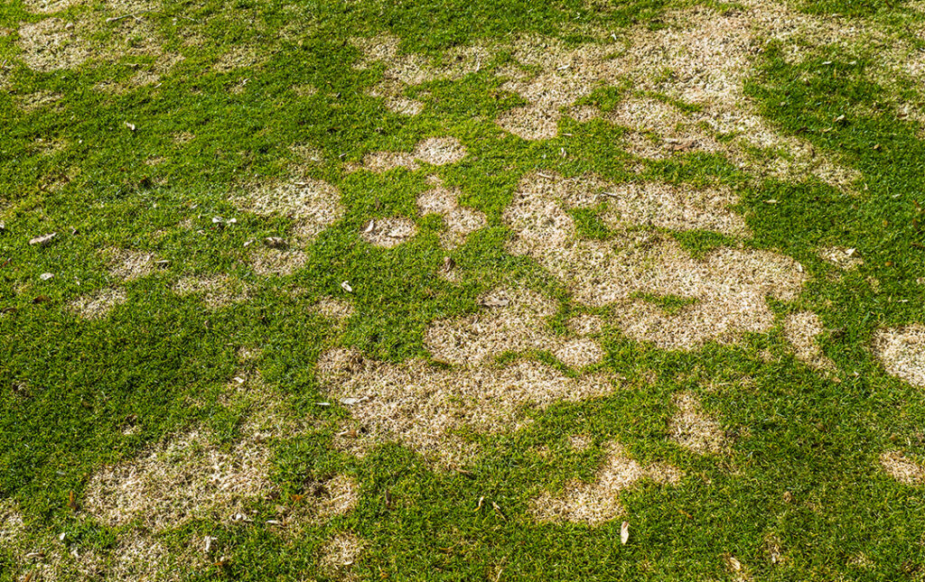 Fusarium patch