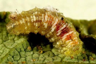 A translucent green larvae with red and white stripes.