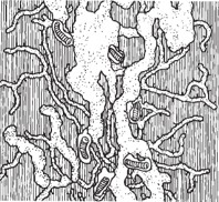 Close-up of tree bark containing numerous winding tunnels and several small beetle-like insects and larvae.