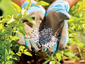 Hands wearing gardening gloves hold small pebbled fertilizer, surrounded by leaves.