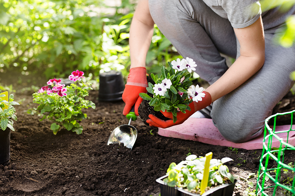Gardener planting flowers in the garden, close up photo.