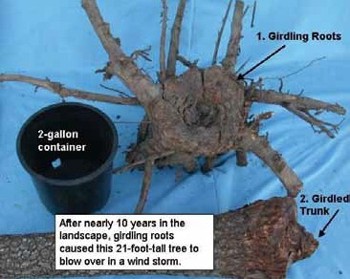 The exposed base of a tree. Thick roots circle the trunk, with arrows pointing to the girdling roots and the narrowed trunk above them. A card reads "After nearly 10 years in the landscape, girdling roots caused this 21-foot-tall tree blow over in a wind storm."