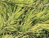 Pine branches with thin, long, light-green needles.
