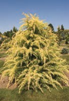 A small evergreen tree with yellow-green needles.